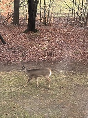 Odocoileus virginianus borealis