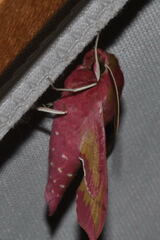 Deilephila porcellus