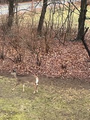 Odocoileus virginianus borealis