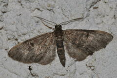 Eupithecia tantillaria