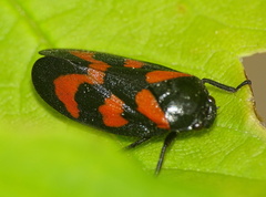 Cercopis vulnerata