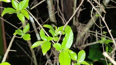 Chomelia tenuiflora