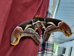 Archaeoattacus edwardsii