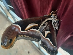 Archaeoattacus edwardsii