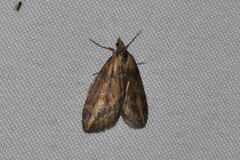 Chesias isabella