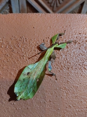 Pulchriphyllium bioculatum