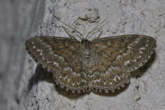 Scopula immorata