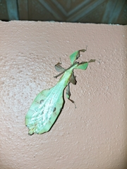 Pulchriphyllium bioculatum