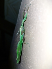 Pulchriphyllium bioculatum