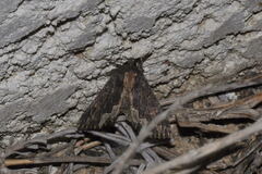 Dypterygia scabriuscula