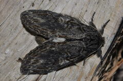 Peridea anceps
