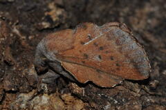 Phyllodesma tremulifolia