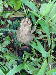 Duttaphrynus melanostictus