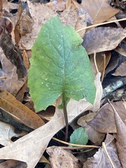 Lactuca floridana