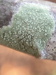 Lecanora strobilina
