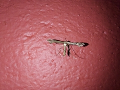 Lantanophaga pusillidactylus