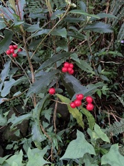 Ardisia