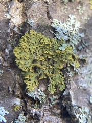 Xanthomendoza weberi