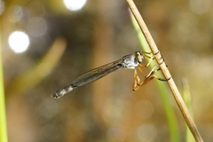 Leptogaster