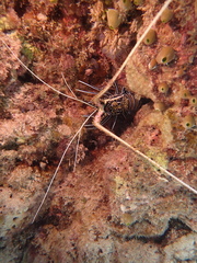 Panulirus versicolor
