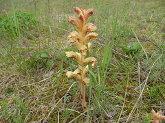 Orobanche caryophyllacea