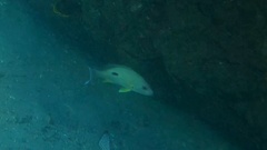 Lutjanus russellii