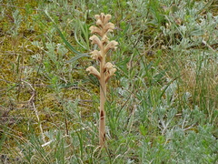 Orobanche caryophyllacea