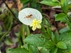 Pseudomussaenda flava