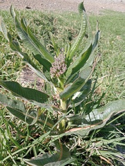 Xysmalobium undulatum