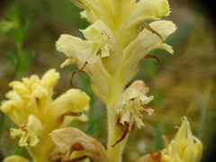 Orobanche caryophyllacea