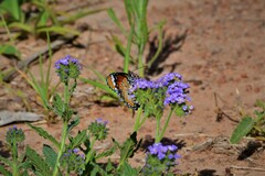 Danaus petilia