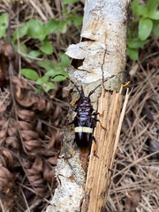 Trachyderes succinctus