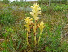 Orobanche caryophyllacea