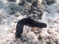 Holothuria atra