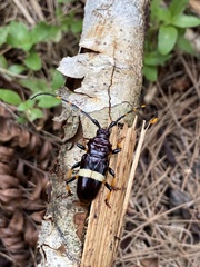 Trachyderes succinctus