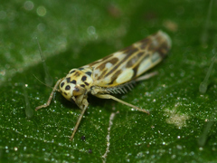 Eupteryx urticae
