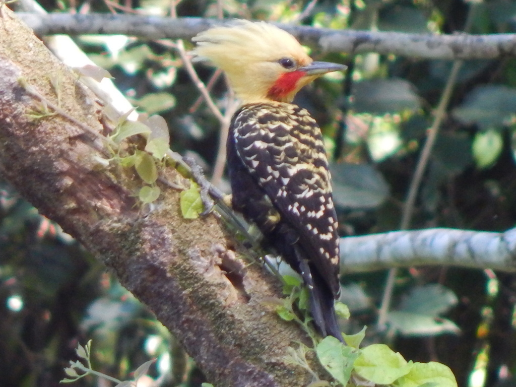 Blond-Crested Woodpecker