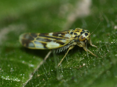Eupteryx urticae