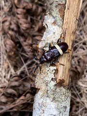 Trachyderes succinctus