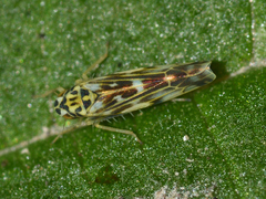 Eupteryx urticae
