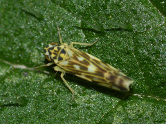 Eupteryx urticae