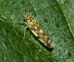 Eupteryx urticae