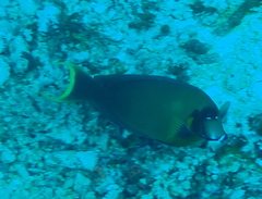 Acanthurus pyroferus