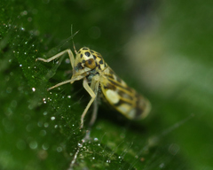Eupteryx urticae