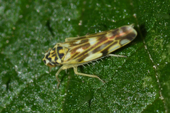 Eupteryx urticae