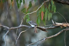 Plectorhyncha lanceolata