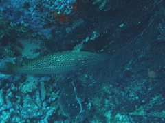 Anyperodon leucogrammicus