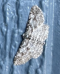 Iridopsis defectaria