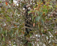 Zanda baudinii