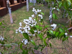 Syzygium antisepticum